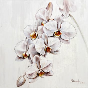 Orquideas Blancas