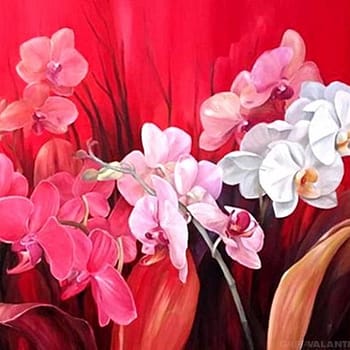Orquídeas Floreciendo y Rojos