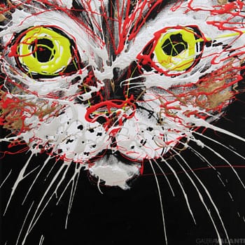 Gato Cara Chorreada